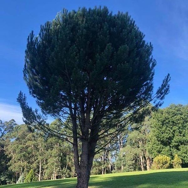 Pinus pinea (Stone or Umbrella Pine) 1