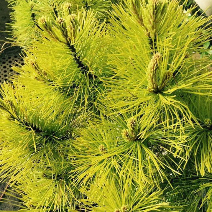 Pinus radiata Fluffy 1