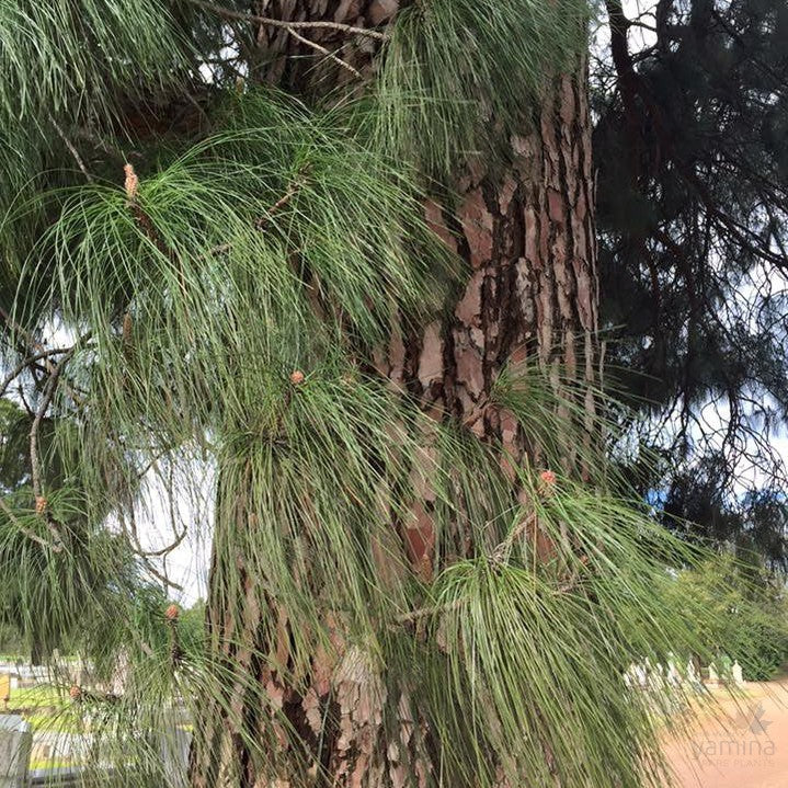 Pinus roxburghii 4