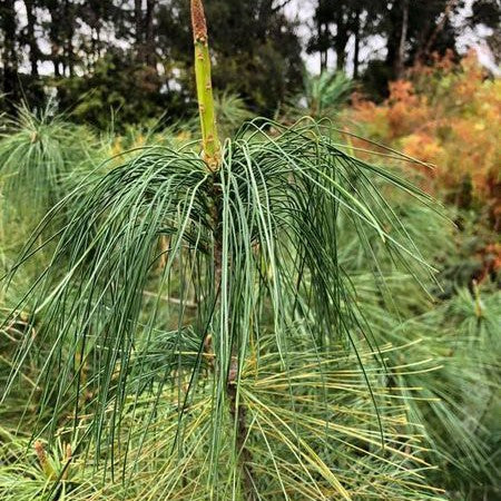 Pinus strobus 1