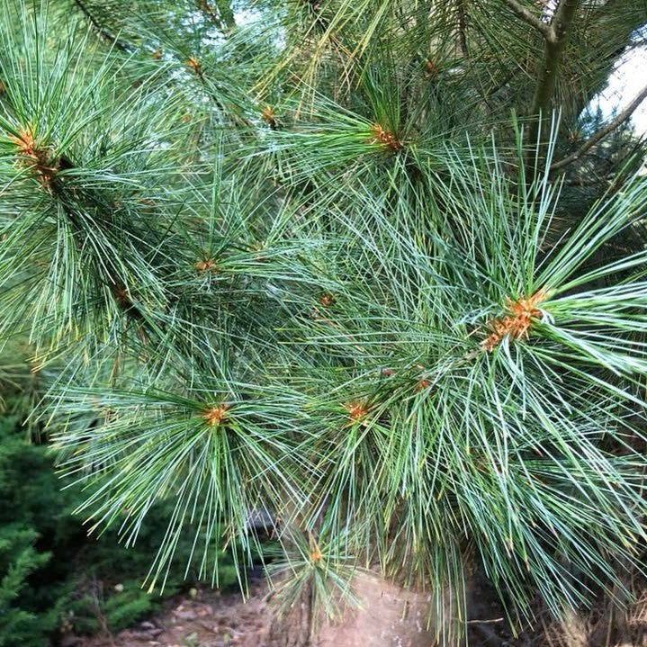 Pinus strobus 4