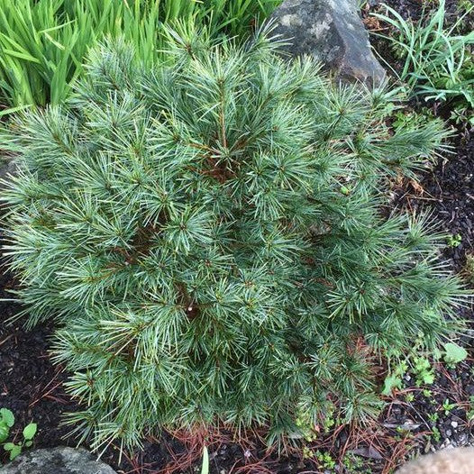 Pinus strobus Merrimack 2