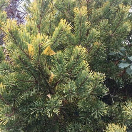 Pinus sylvestris Aurea 1