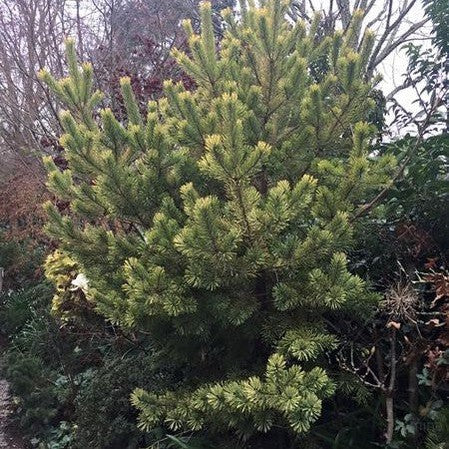 Pinus sylvestris Aurea 2