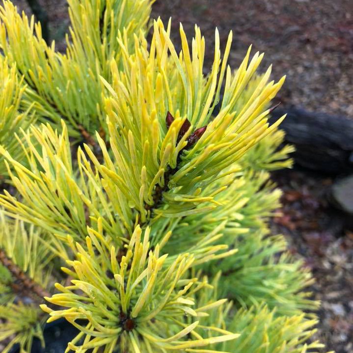 Pinus sylvestris Gold Coin 1
