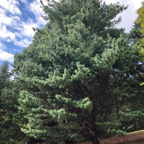 Pinus wallichiana 1