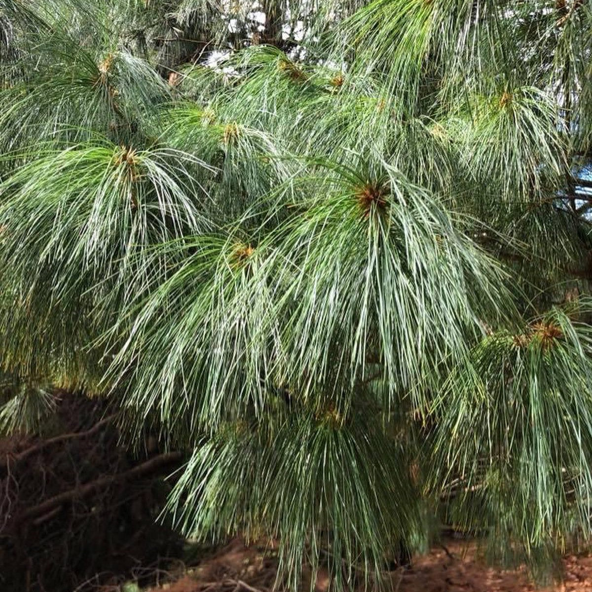 Pinus wallichiana 2
