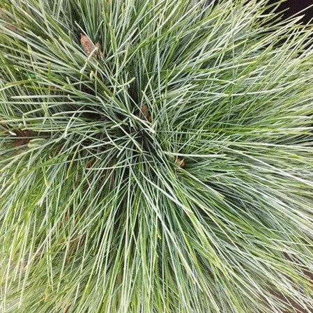 Pinus wallichiana 4