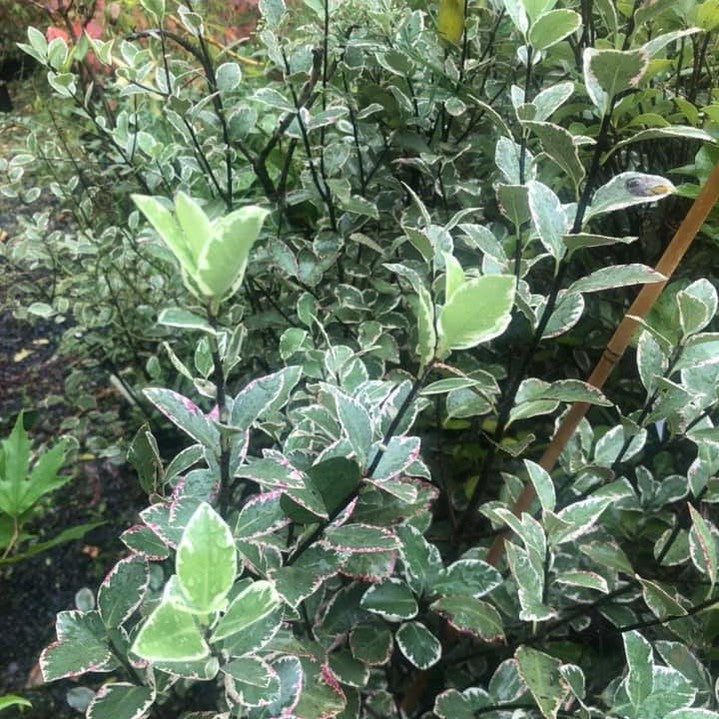 Pittosporum Garnettii 2