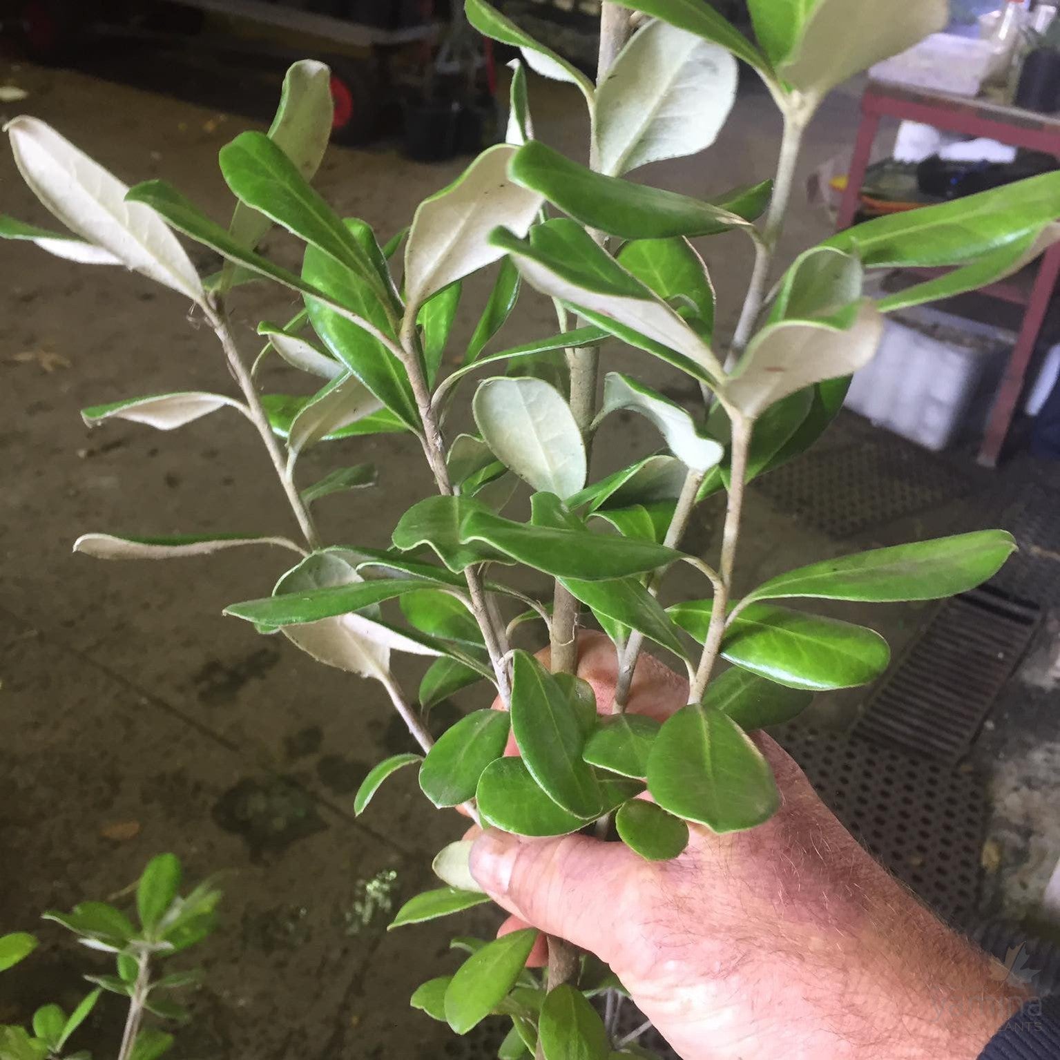 Pittosporum crassifolium 1