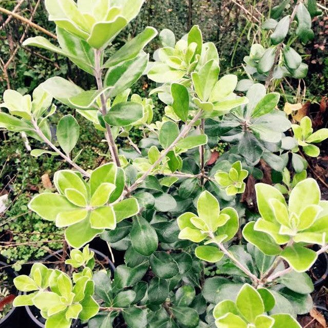 Pittosporum crassifolium 2