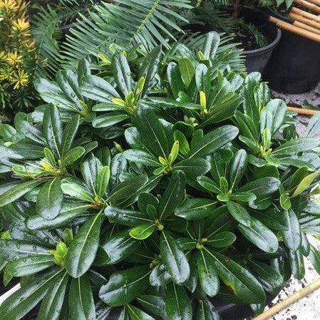 Pittosporum tobira Wheelers Dwarf 1