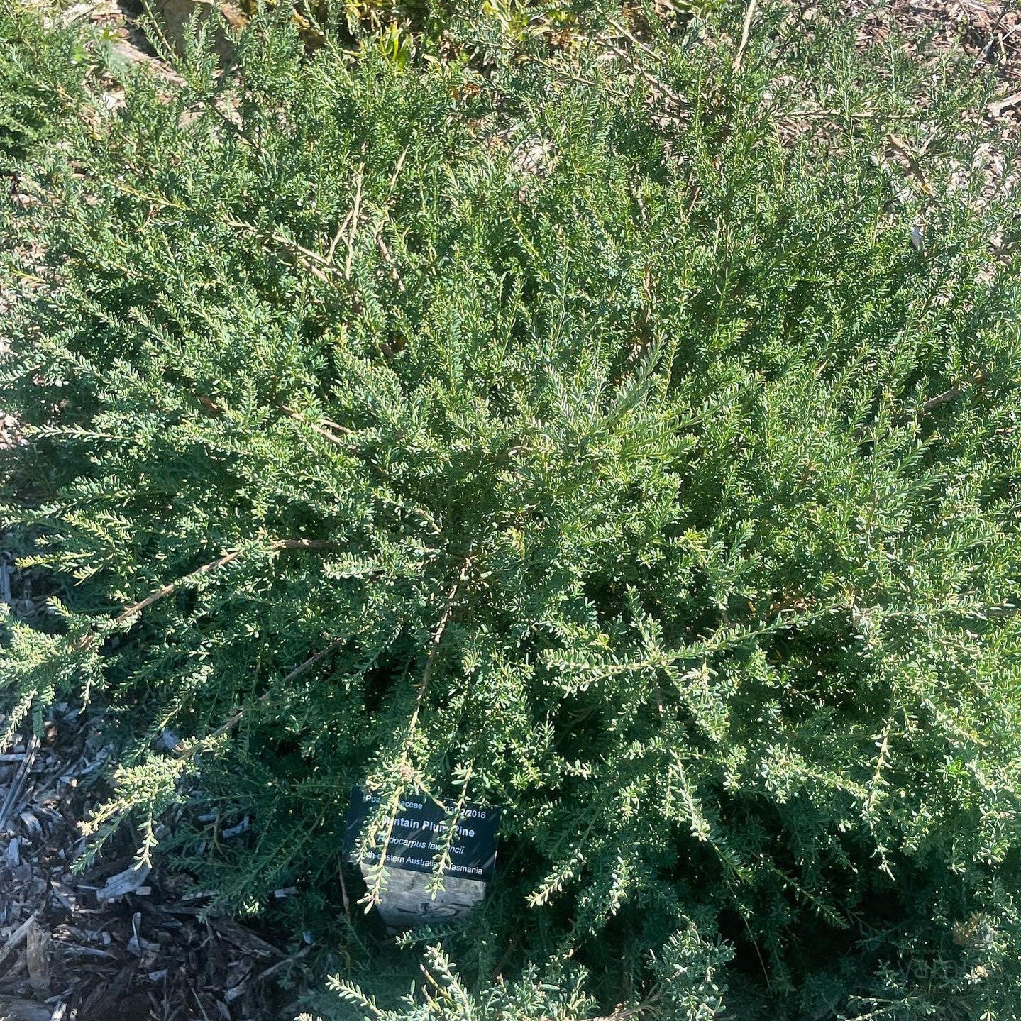 Podocarpus lawrencei