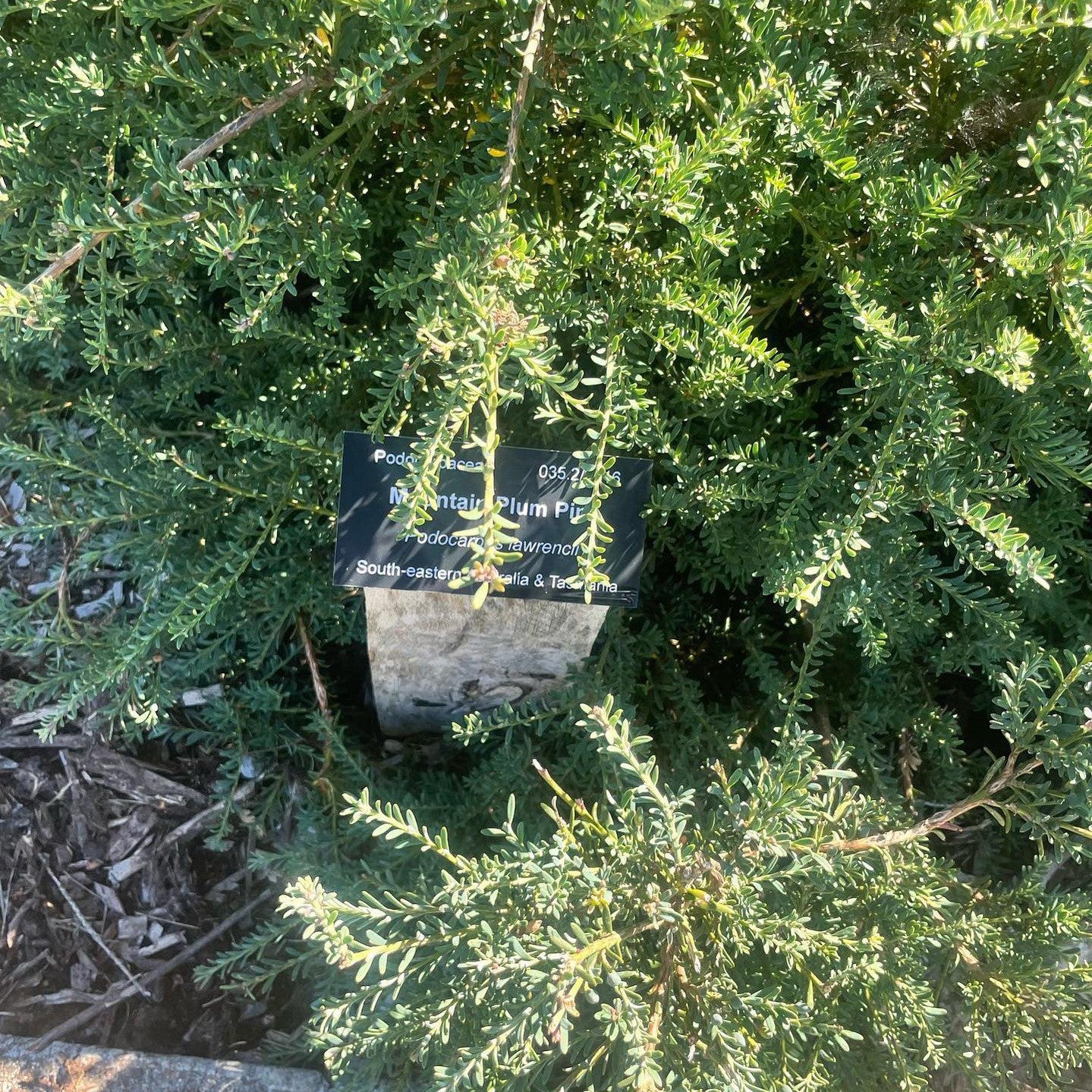 Podocarpus lawrencei 2