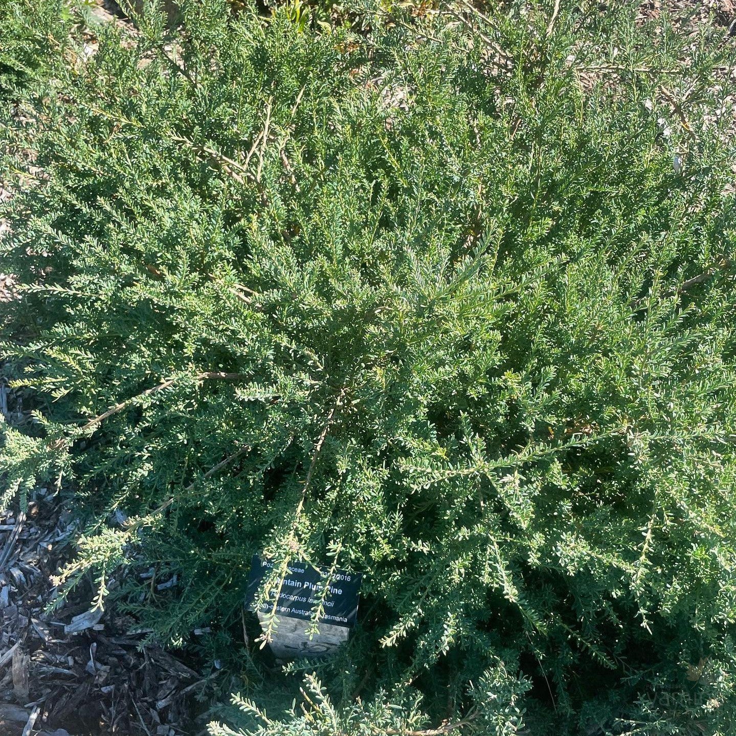 Podocarpus lawrencei 3