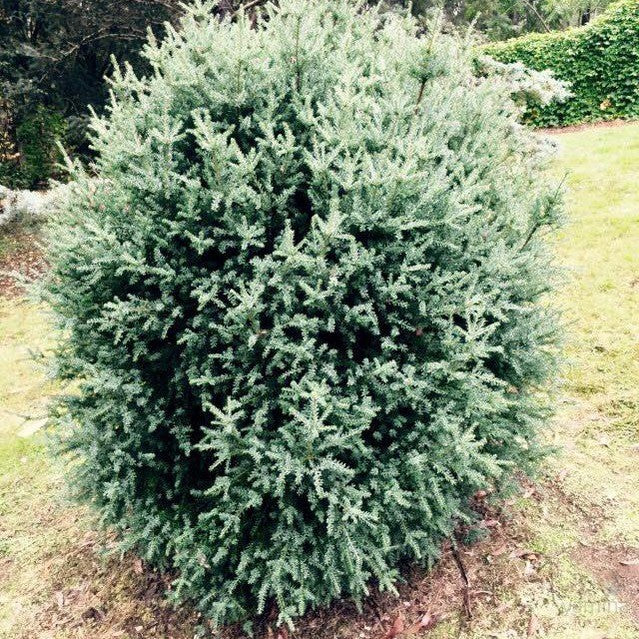 Podocarpus lawrencei 4