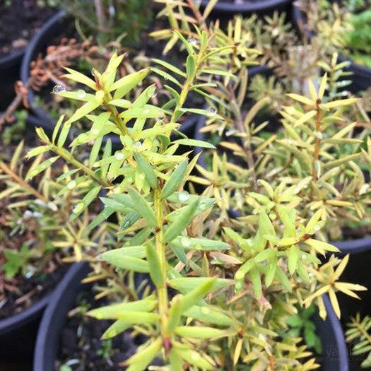 Podocarpus totara Aurea 1