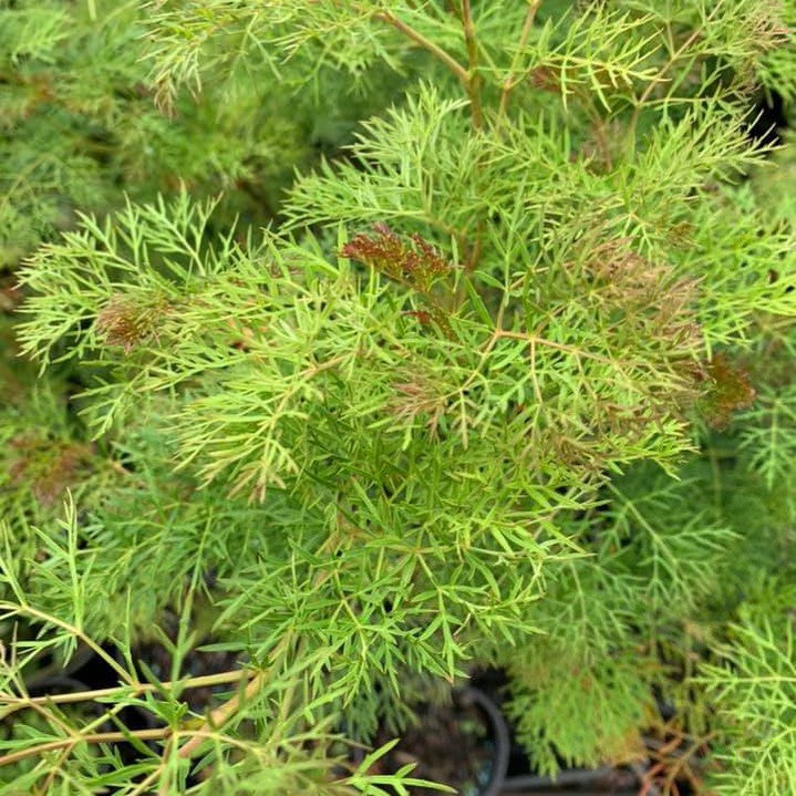 Polycias sambucifolius 1