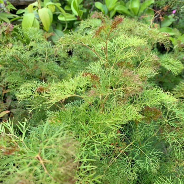 Polycias sambucifolius 2