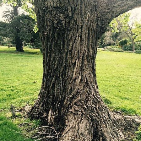 Populus deltoides (Eastern Cottonwood) 1