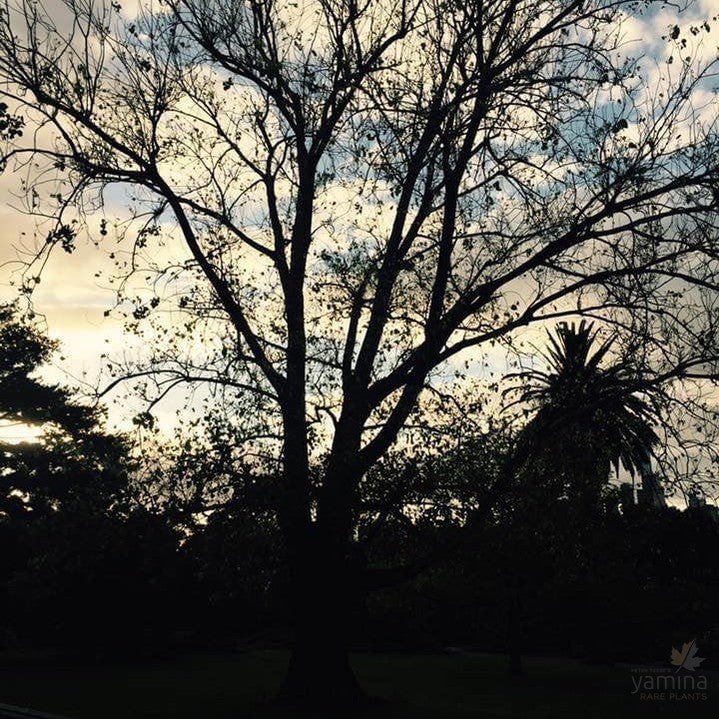 Populus deltoides (Eastern Cottonwood) 2