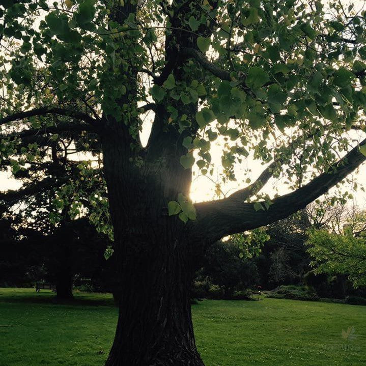 Populus deltoides (Eastern Cottonwood) 3