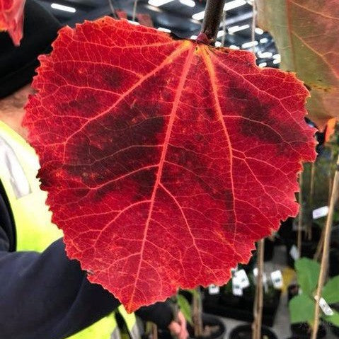 Populus tremuloides 3