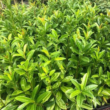 Prunus laurocerasus 1