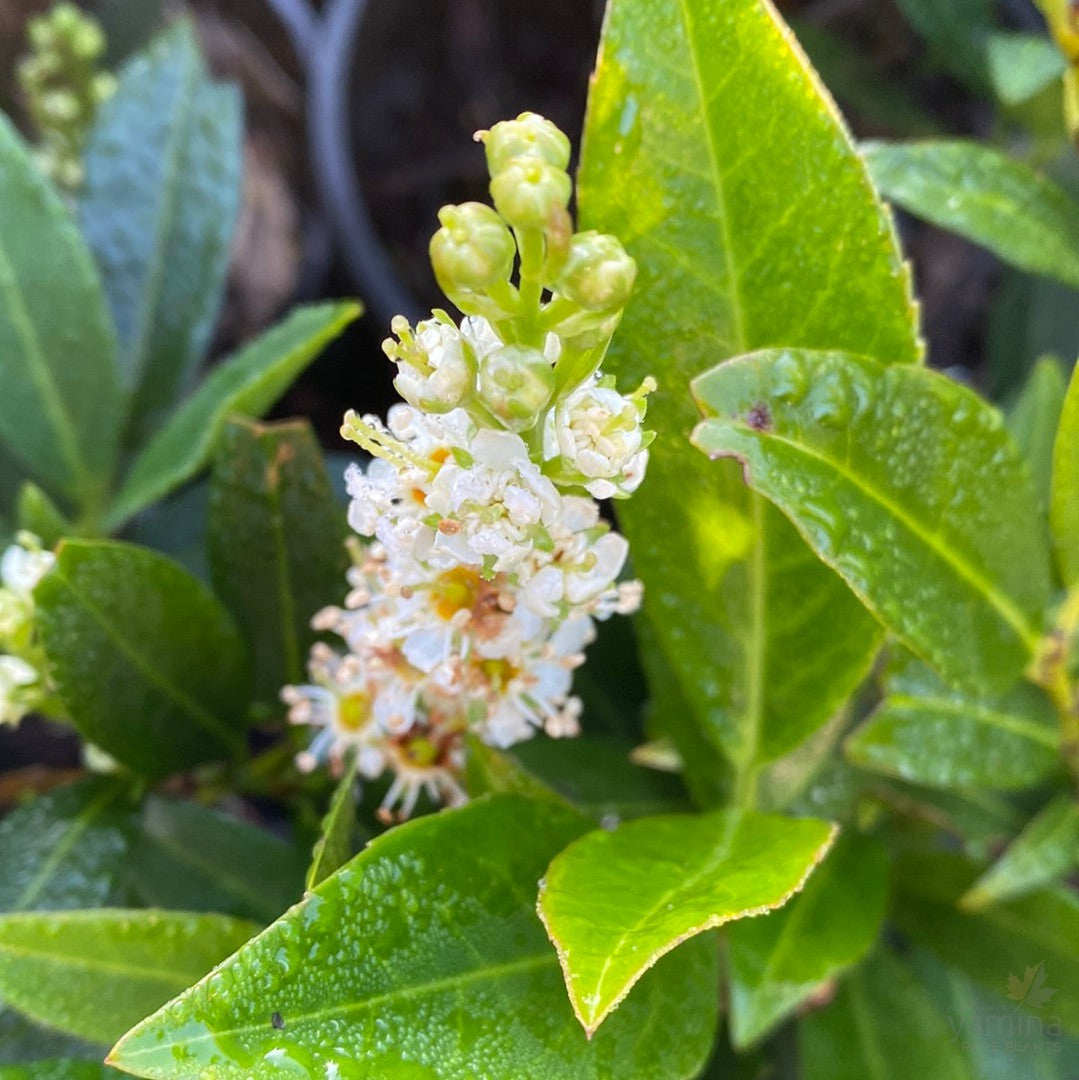 Prunus laurocerasus ‘Otto Luyken’