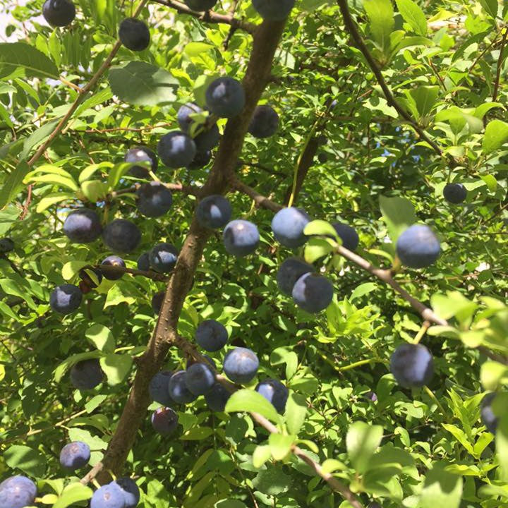 Prunus spinosa 2