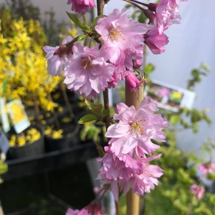 Prunus subhirtella Fukubana 1