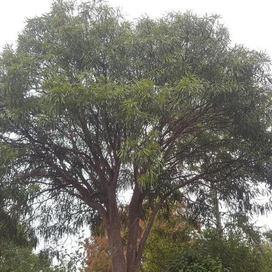 Pseudopanax crassifolius 2