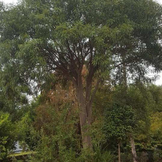 Pseudopanax crassifolius 3