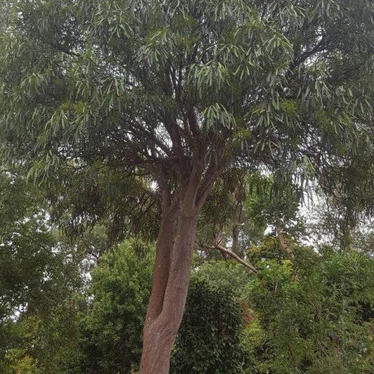 Pseudopanax crassifolius 4