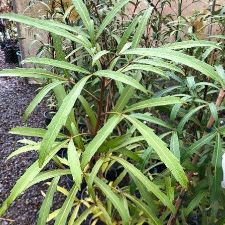 Pseudopanax lessonii Telstar