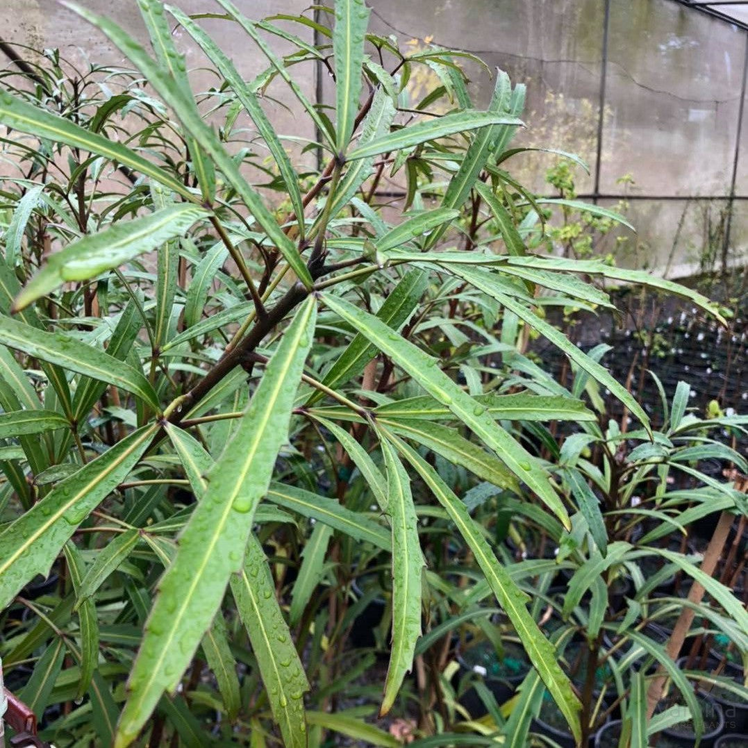 Pseudopanax lessonii Telstar 2