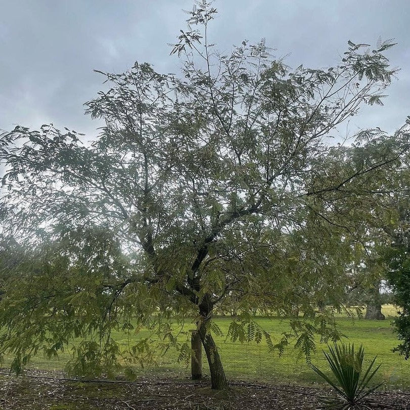 Pterocarya stenoptera 1