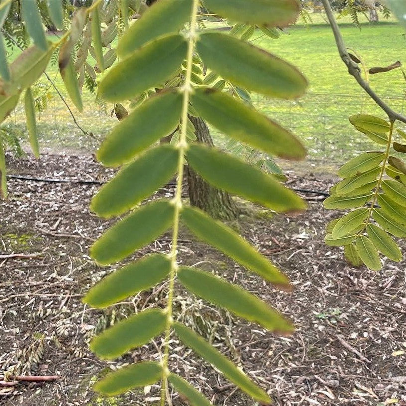 Pterocarya stenoptera 2