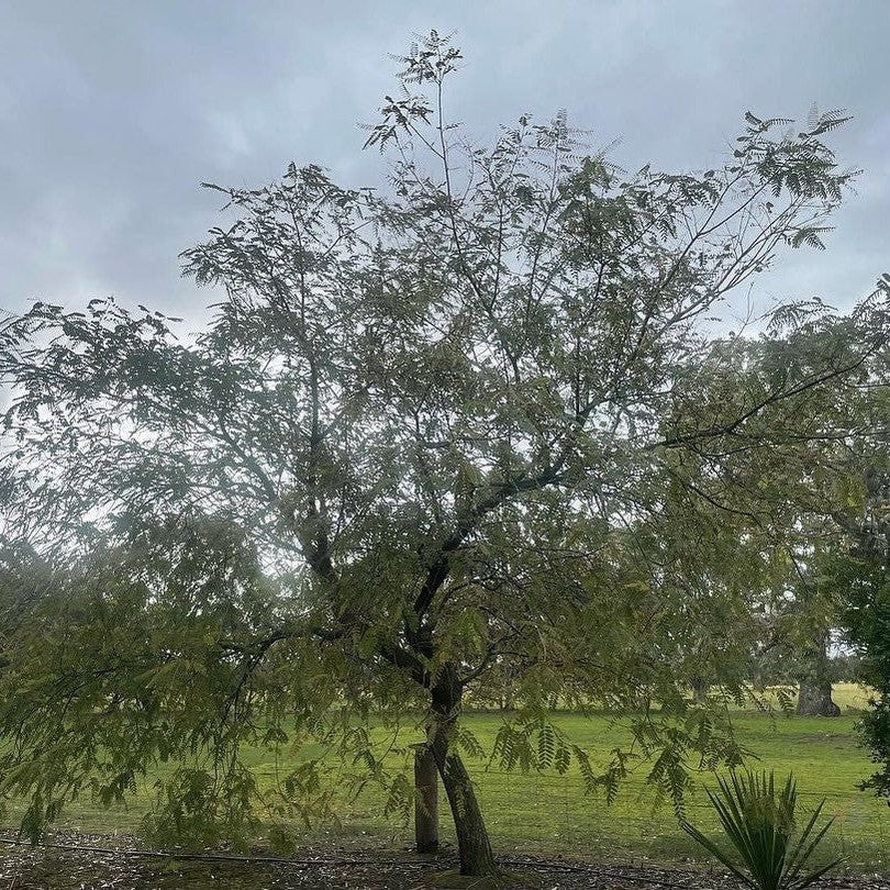 Pterocarya stenoptera 3