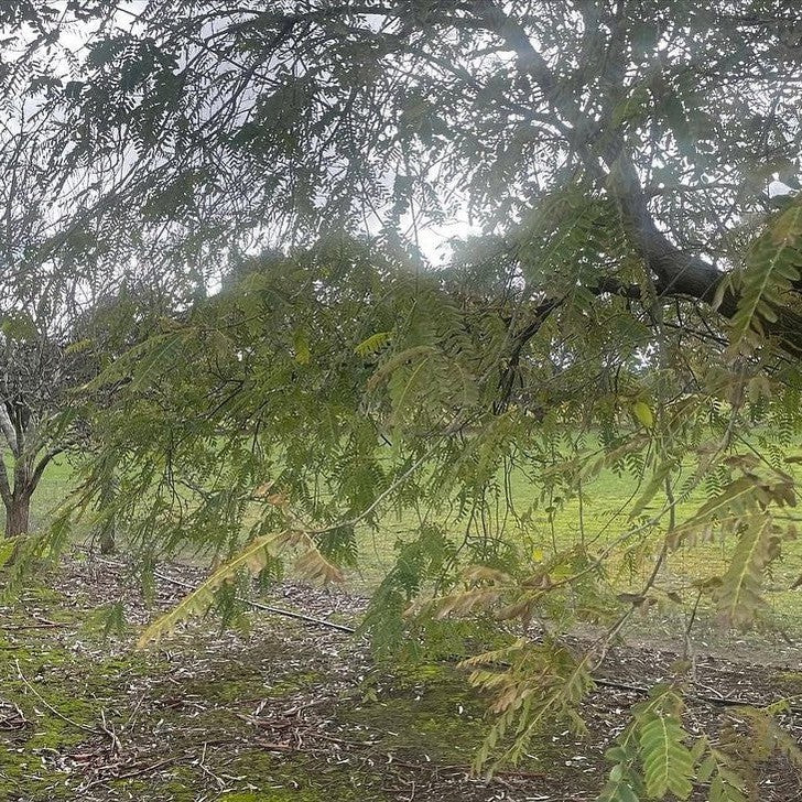 Pterocarya stenoptera 4