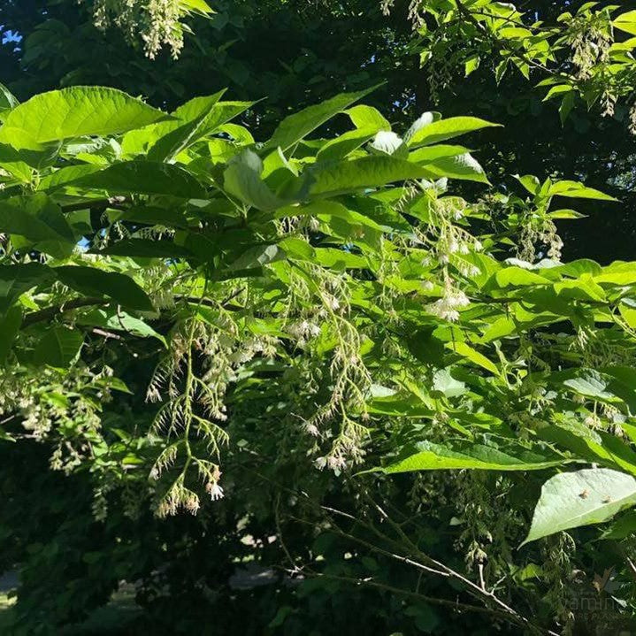 Pterostyrax hispida (Epaulette Tree) 2