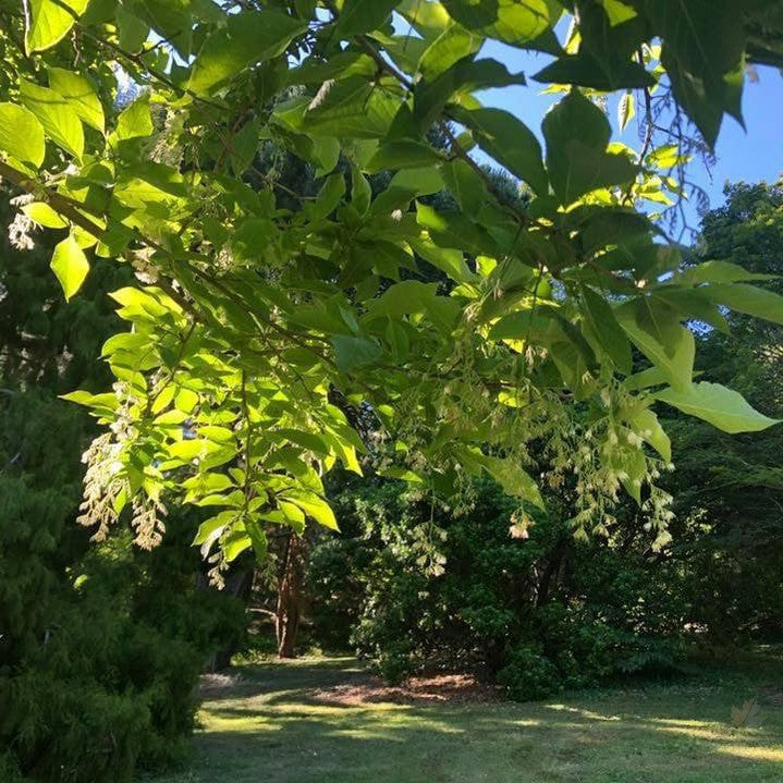 Pterostyrax hispida (Epaulette Tree) 3