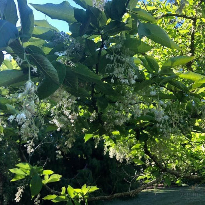 Pterostyrax hispida (Epaulette Tree) 4