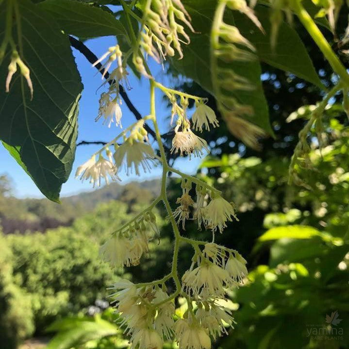 Pterostyrax hispida (Epaulette Tree) 5