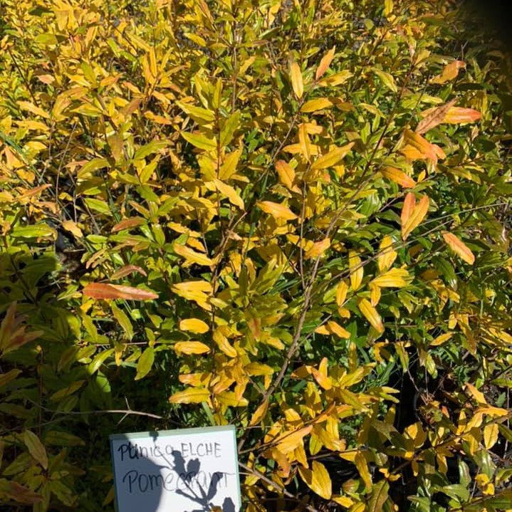 Punica granatum Flore Pleno 1