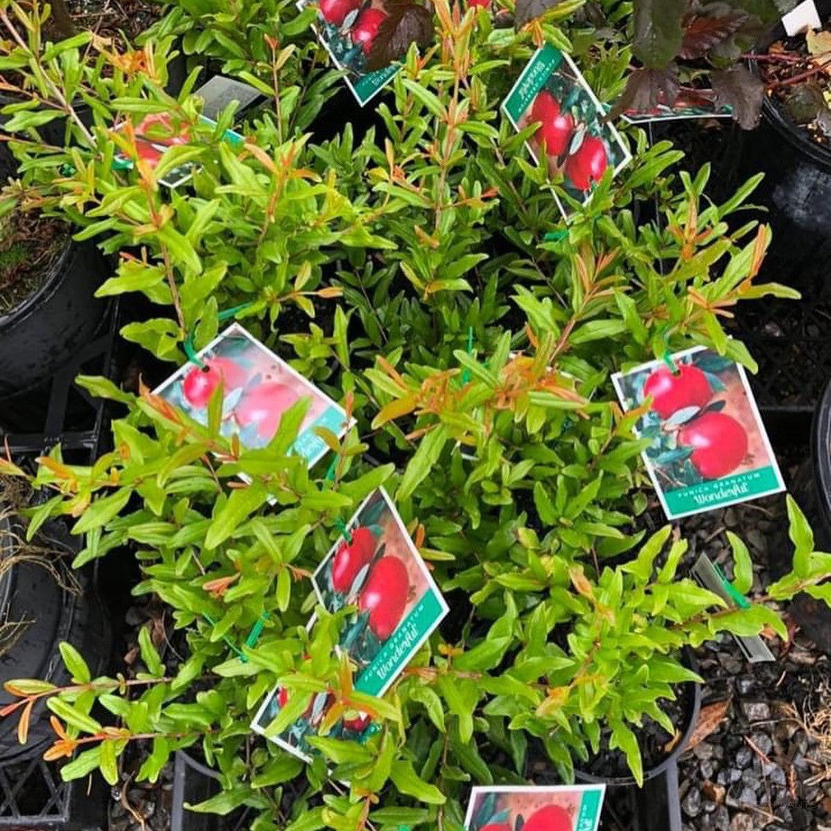 Punica granatum Wonderful 1