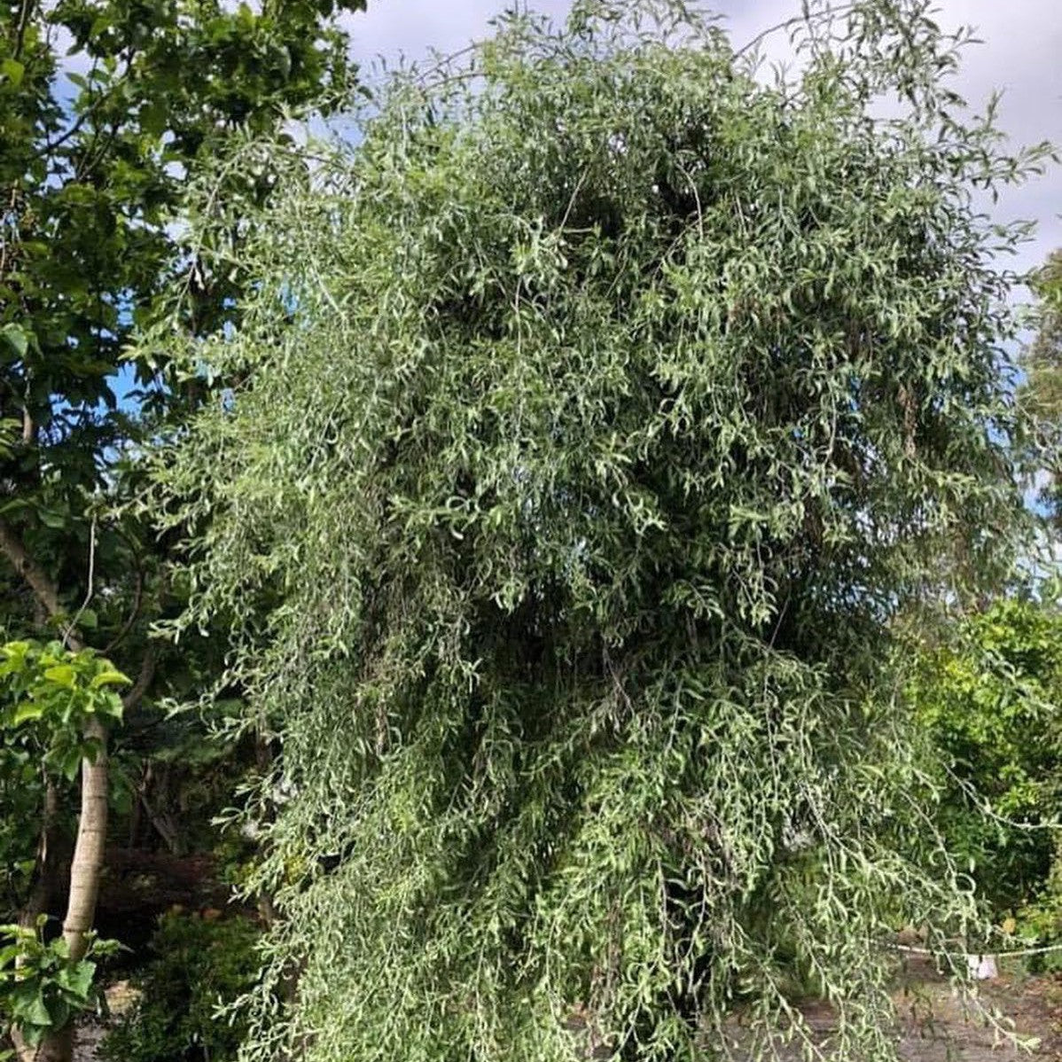 Pyrus salicifolia Pendula (standard) 1