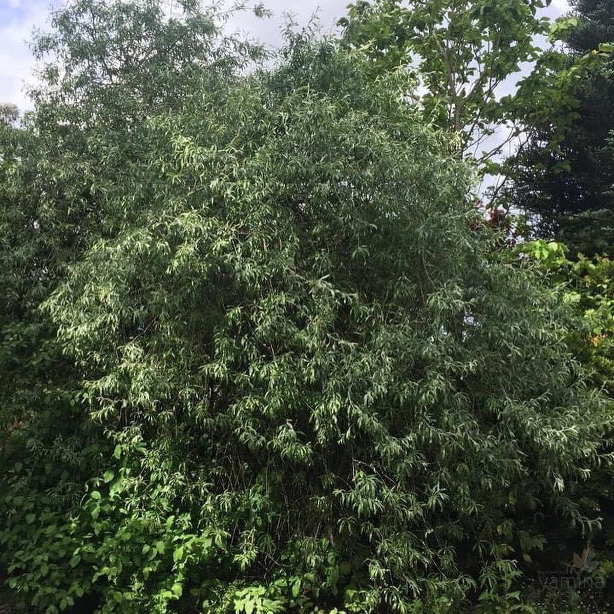 Pyrus salicifolia Pendula (standard) 2