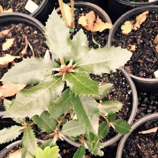 Quercus chrysolepis 1