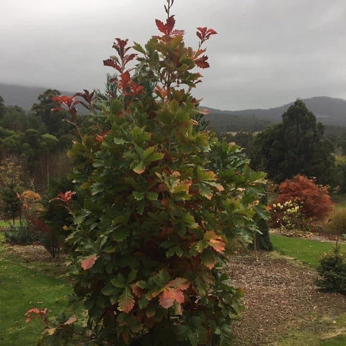 Quercus dentata (Daimyo Oak) 1